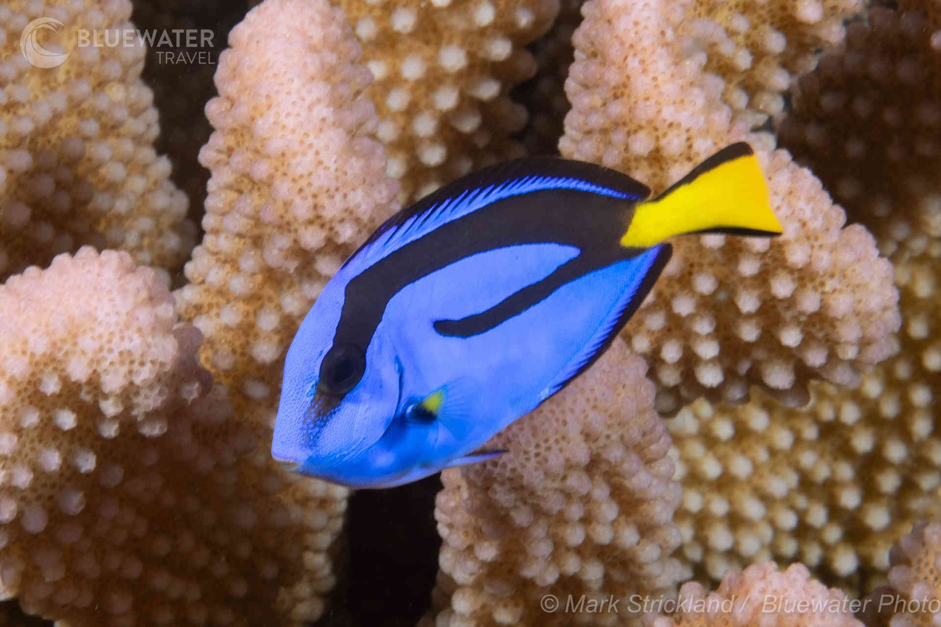A regal blue tang