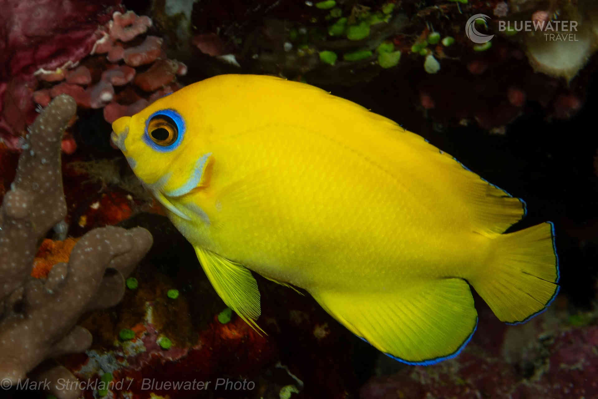 A yellow fish