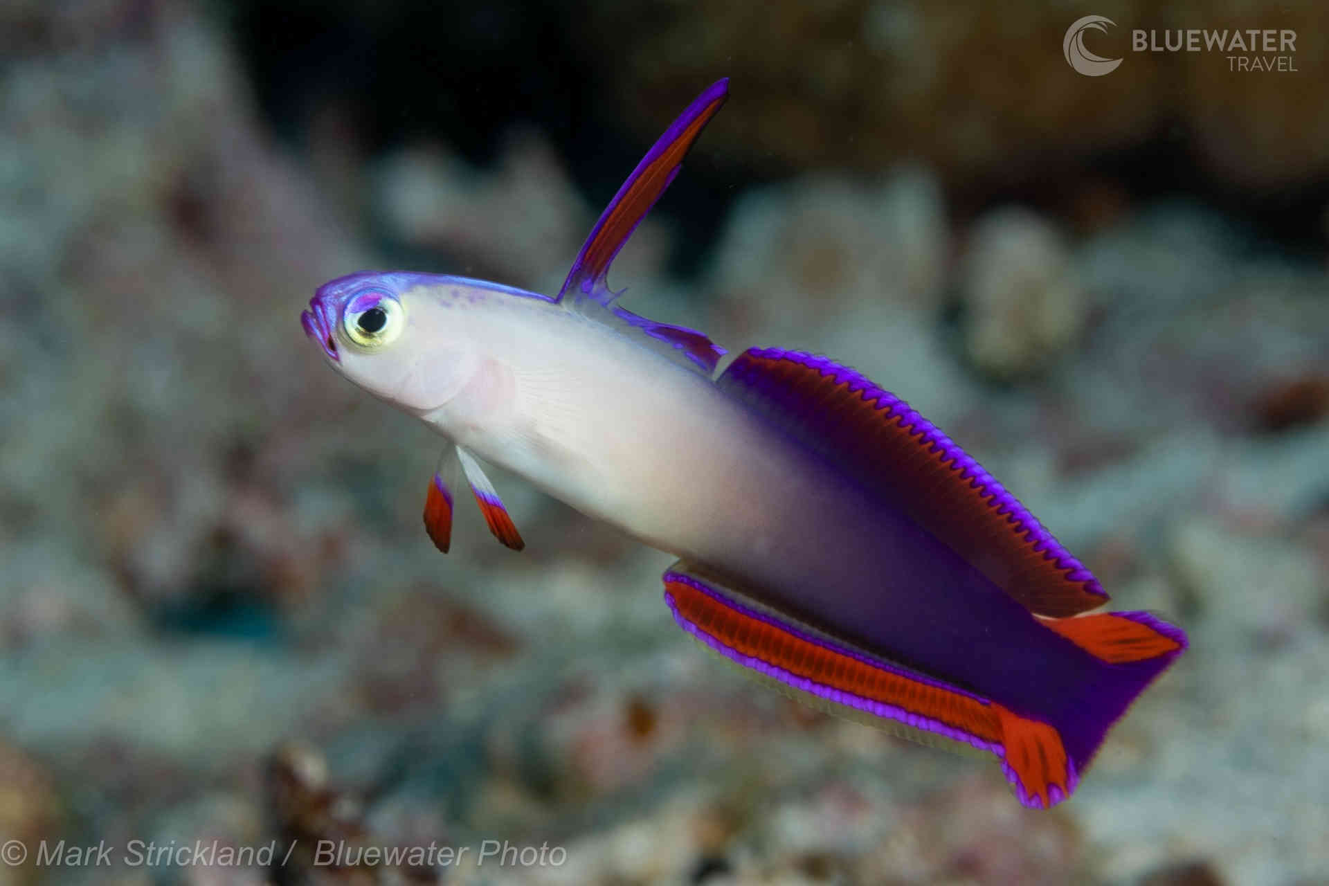 Beautiful fish in Fiji