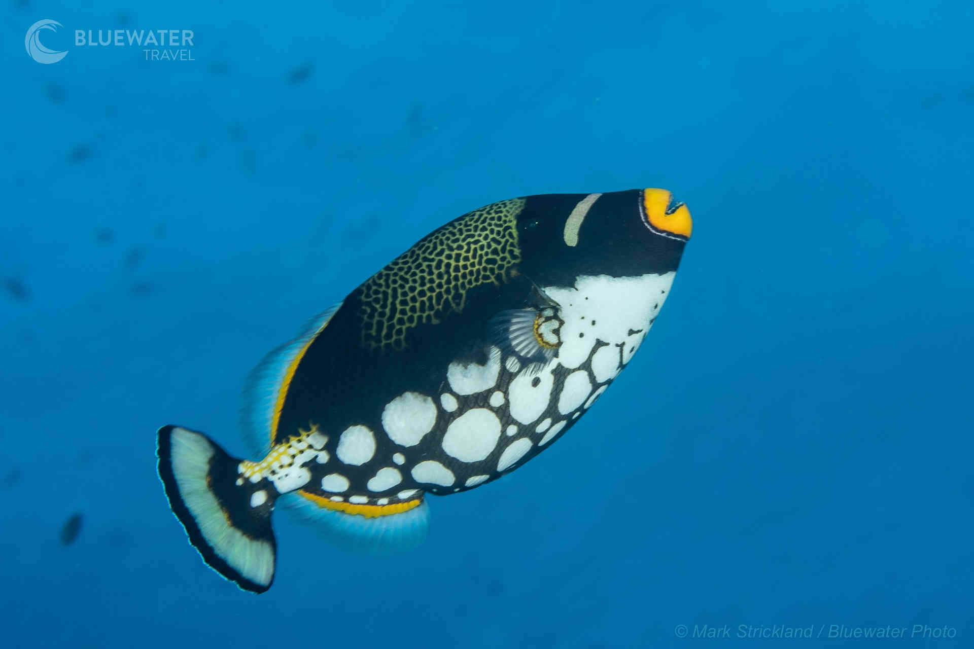 Beautiful fish in Fiji
