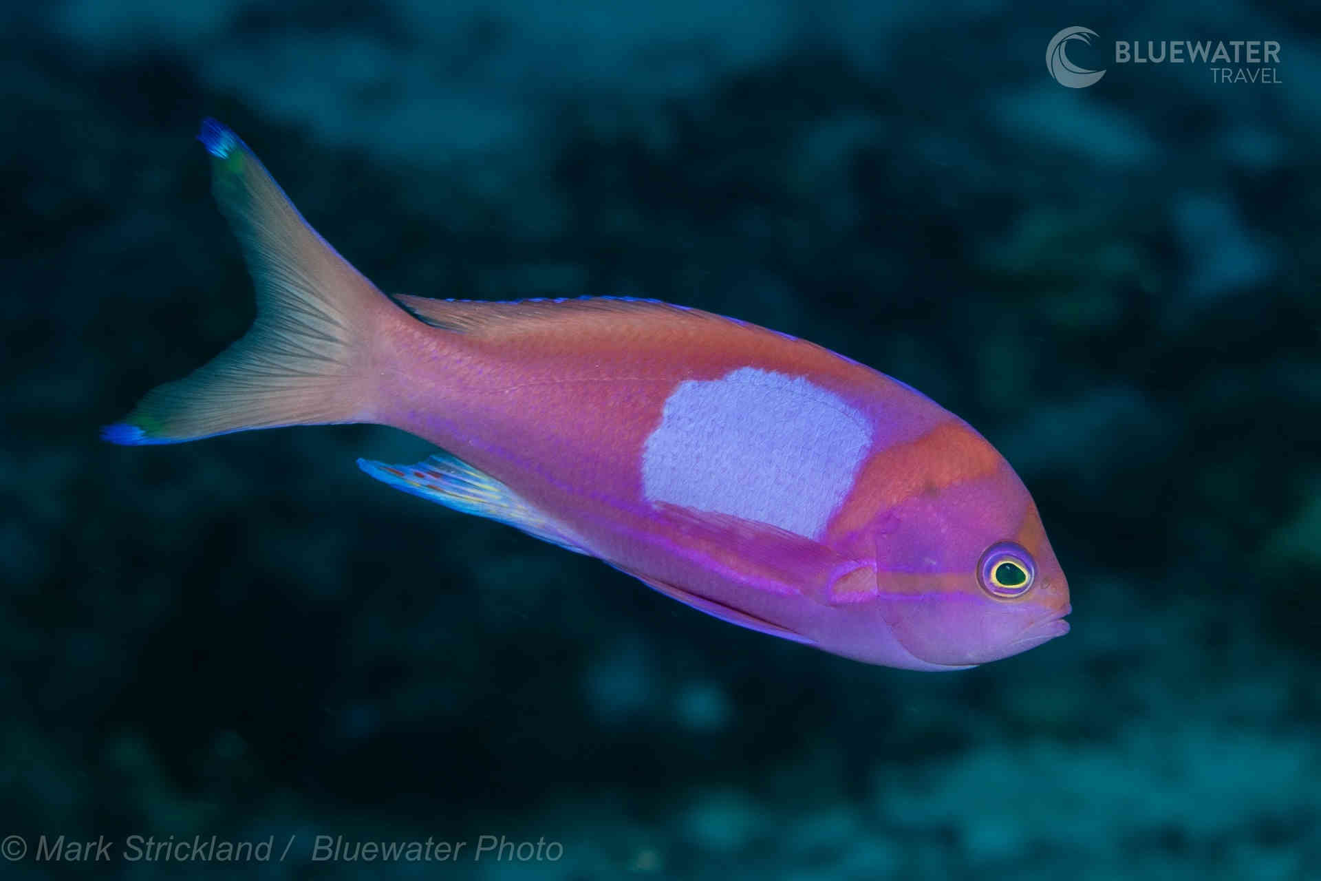 Colorful fish in Fiji