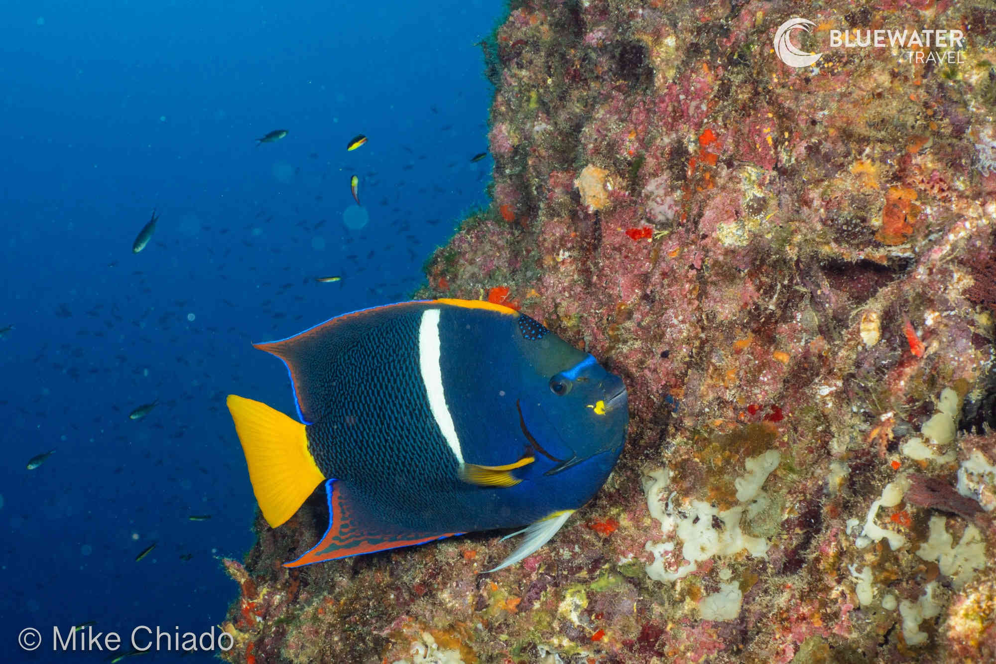 A reef fish rests on some coral