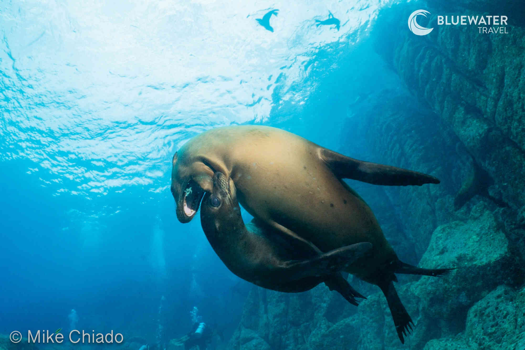 Two sea lions playing underwater