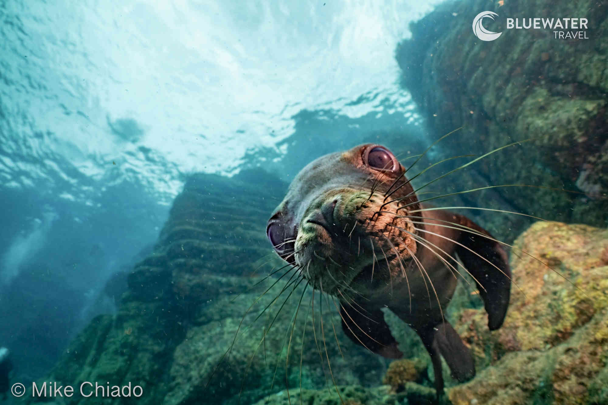 A curious sea lion approaches the camera
