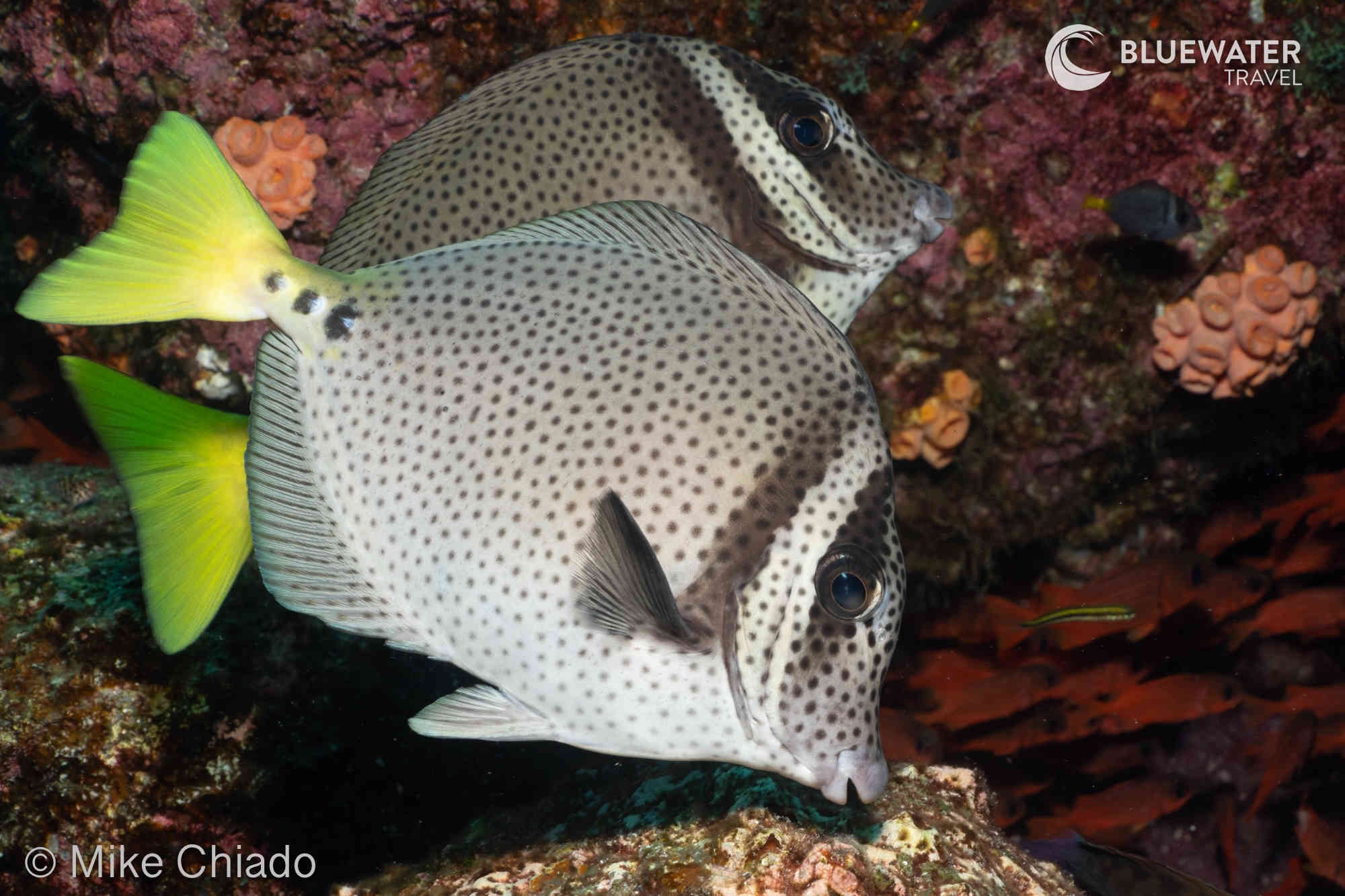 Black-spotted fish feeding