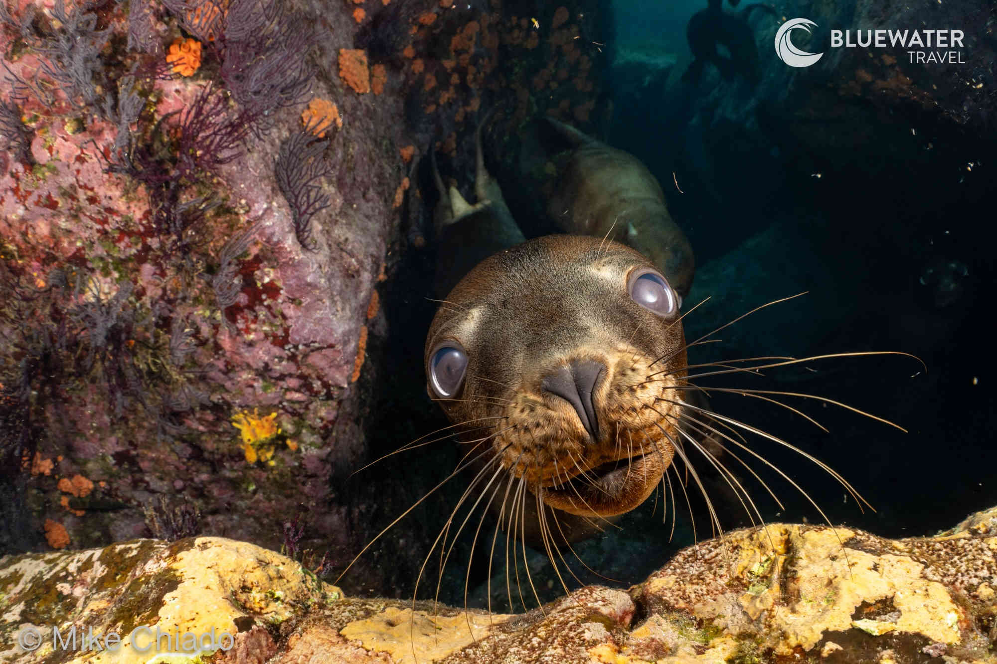 A sea lion peaks out of its hole