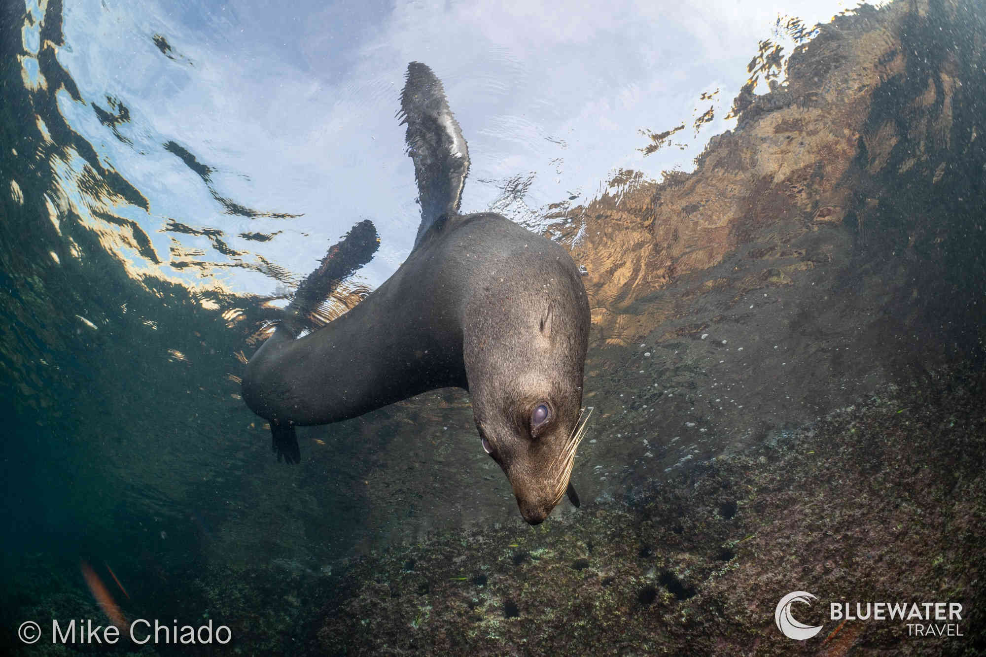 A sea lion does somersaults underwater