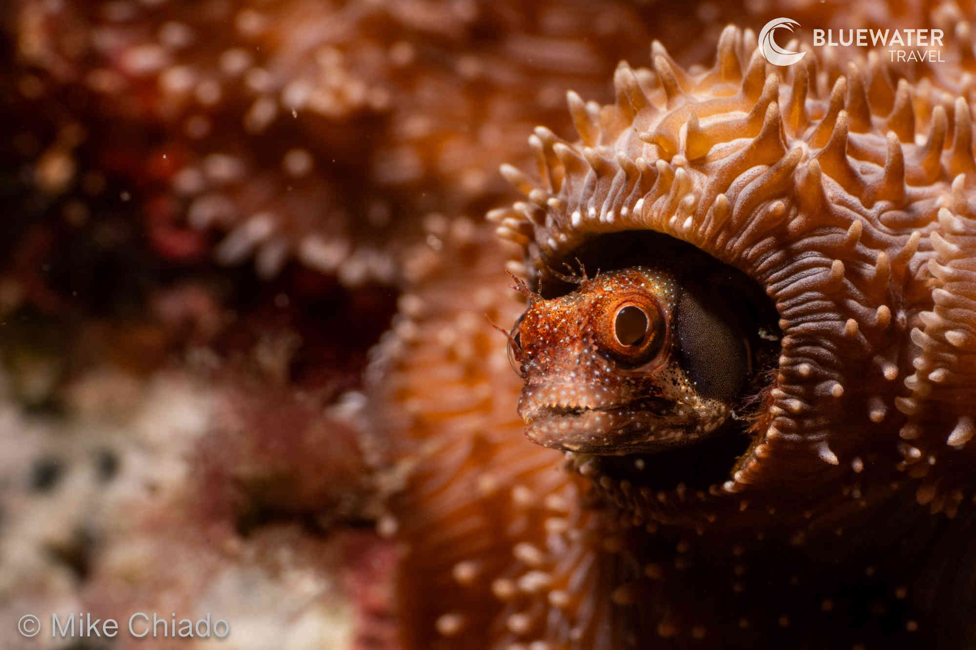 A blenny peaks out of its hole