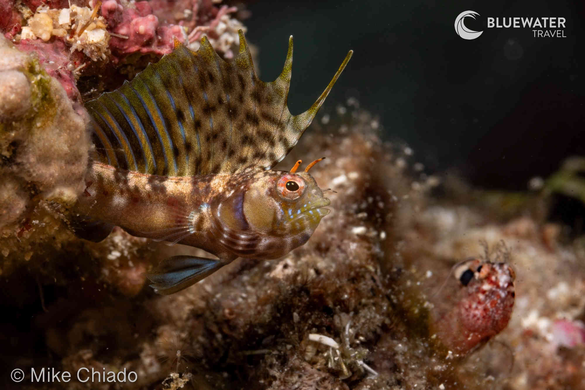 A blenny stands guard