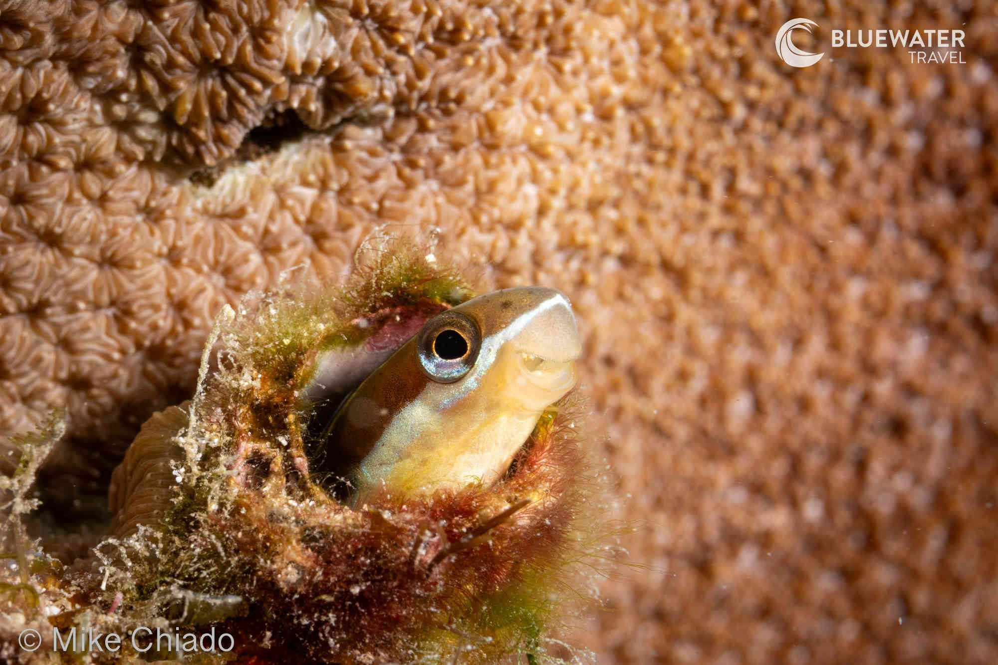 Jawfish cleaning their homes