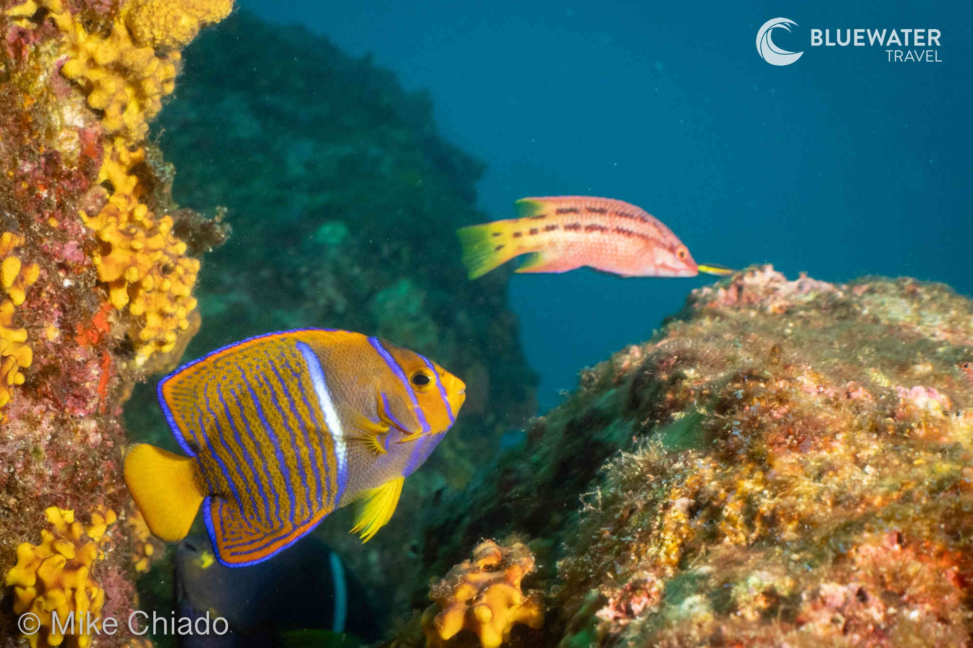 Colorful fish underwater