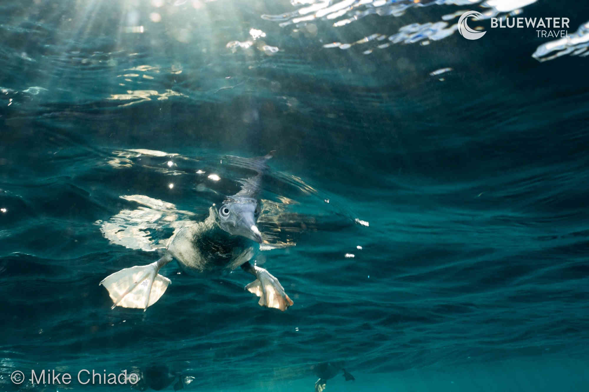 Brown-footed boobies peaking underwater