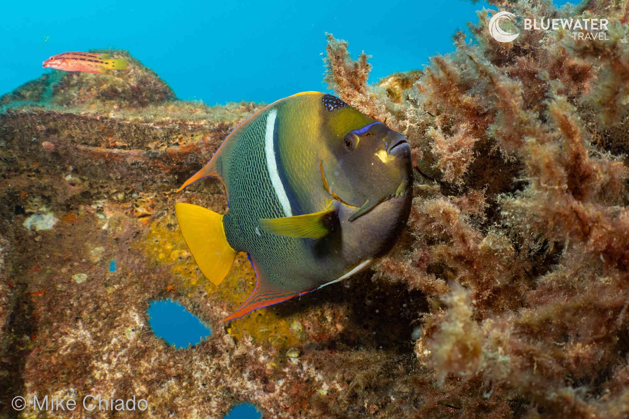 A colorful reef fish