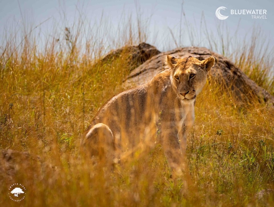 A lioness in the tall grass