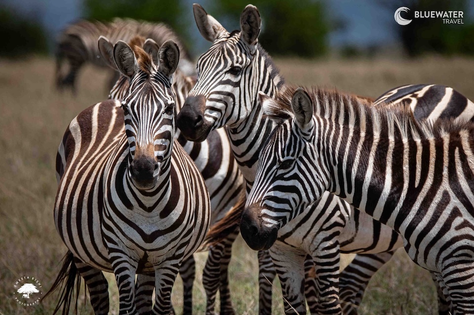 A herd of zebras