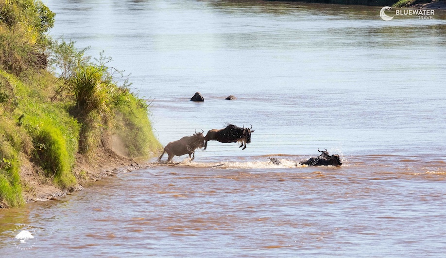 Wildebeest crossing