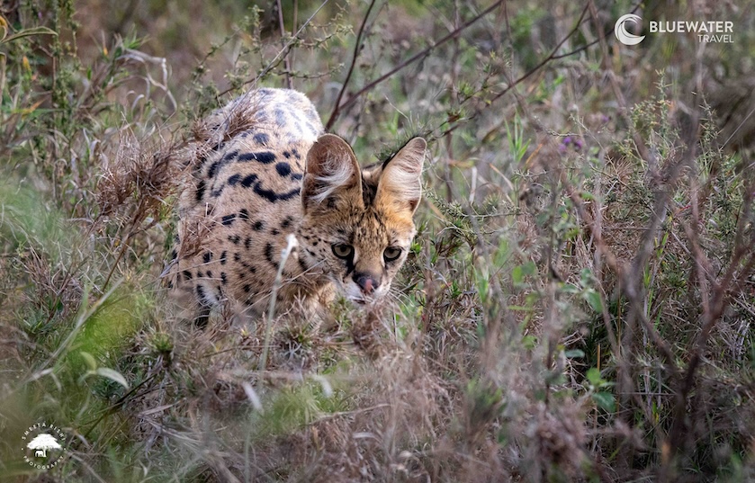 A serval in the tall grass