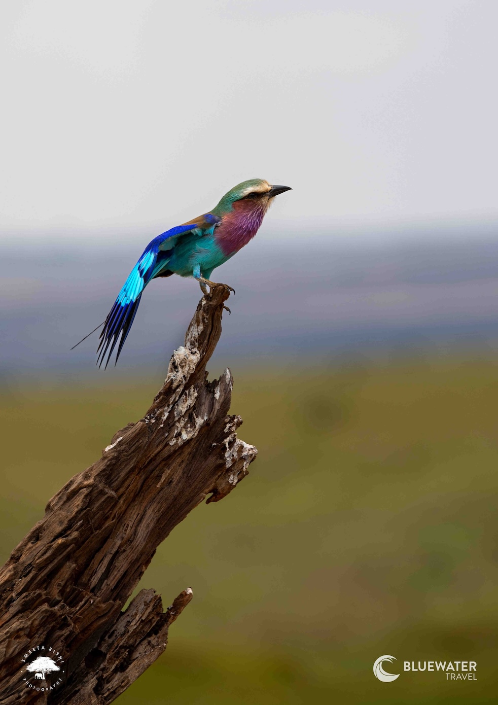 A colorful bird perched on a tree stump