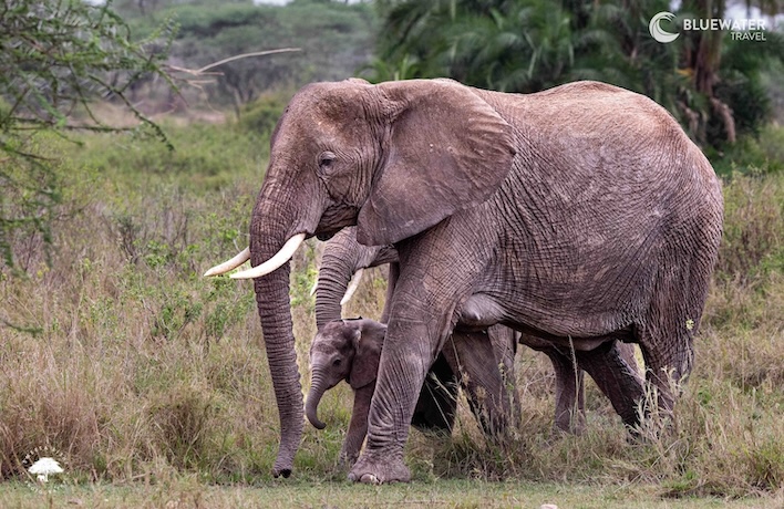 An elephant in the plain
