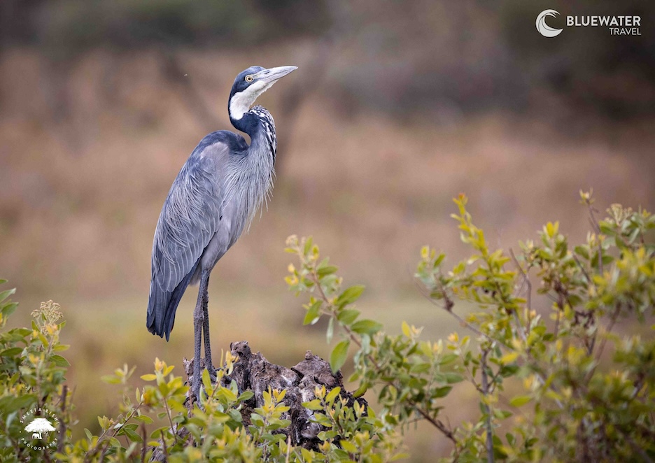 A tall bird walks through the grass