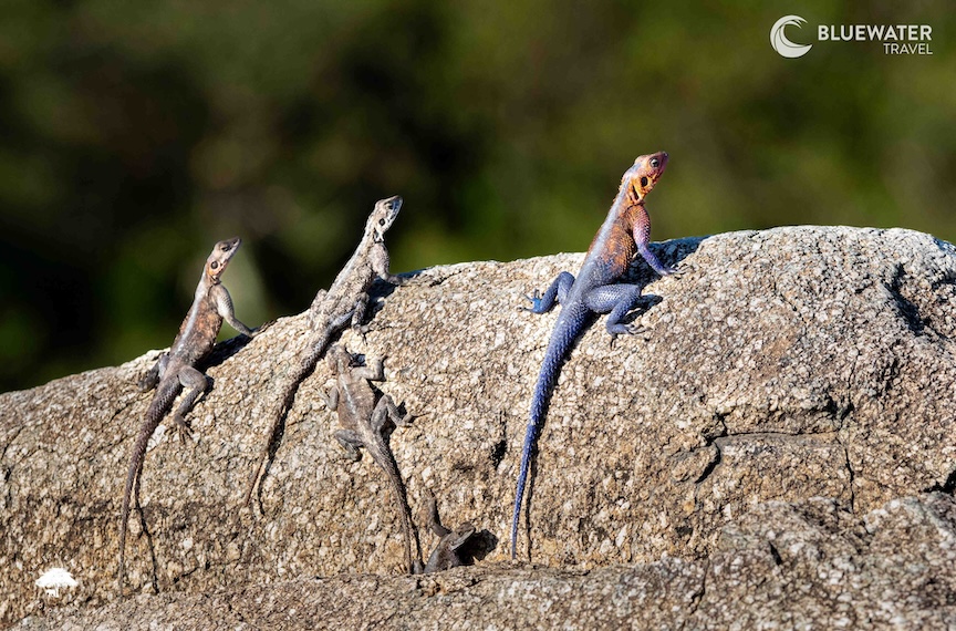 Lizards lounging on a rock