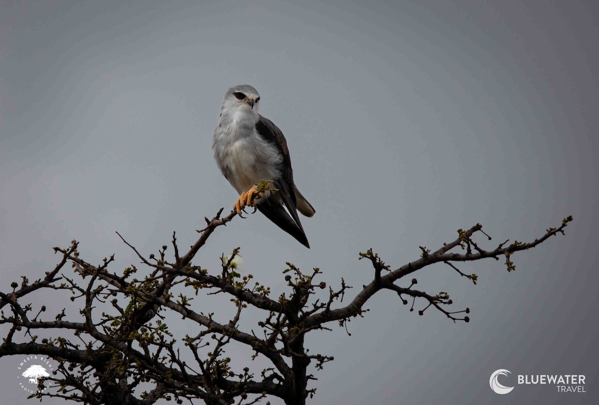 A kite perches on a tree