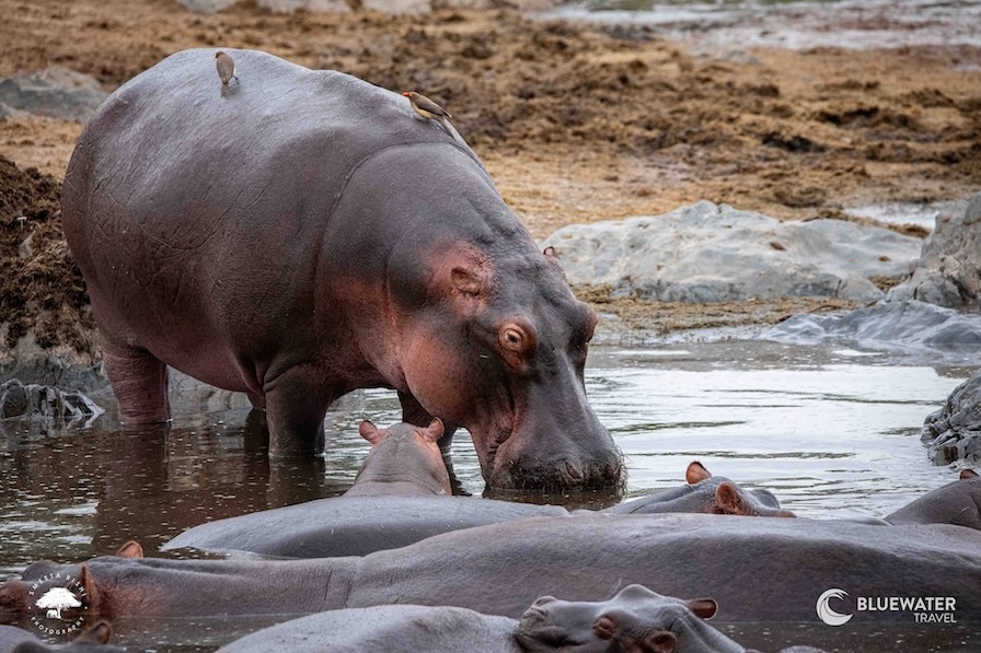 A hippo drinks water