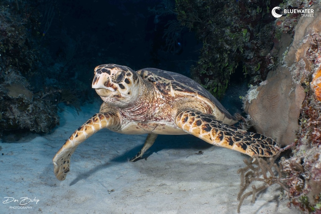 A sea turtle near the ocean floor