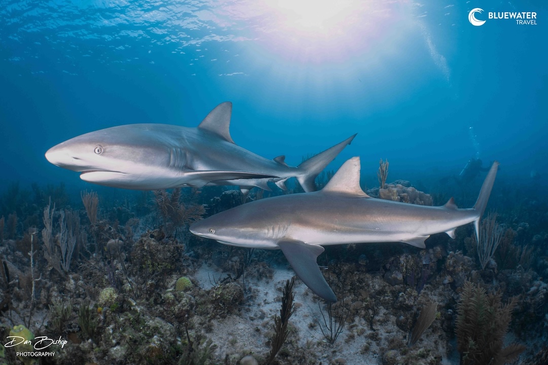 Two sharks swim together