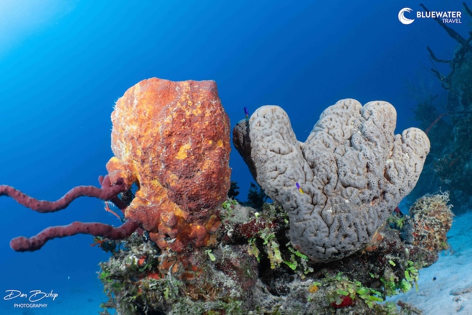 Amazing corals in Cuba