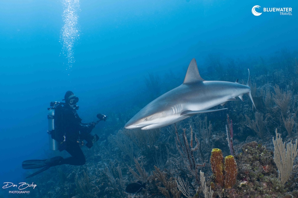 An encounter with a shark