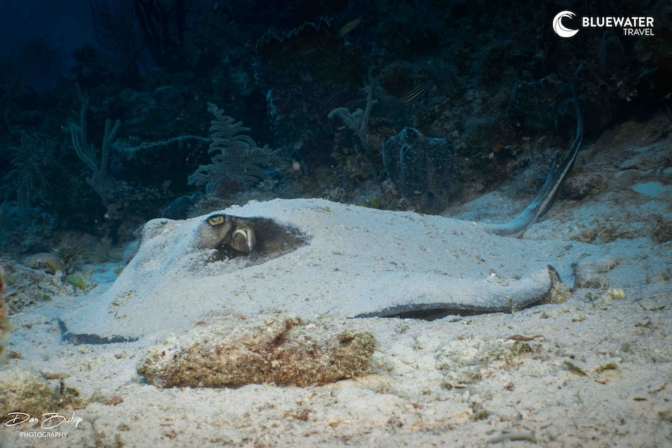 A stingray near on the ocean floor