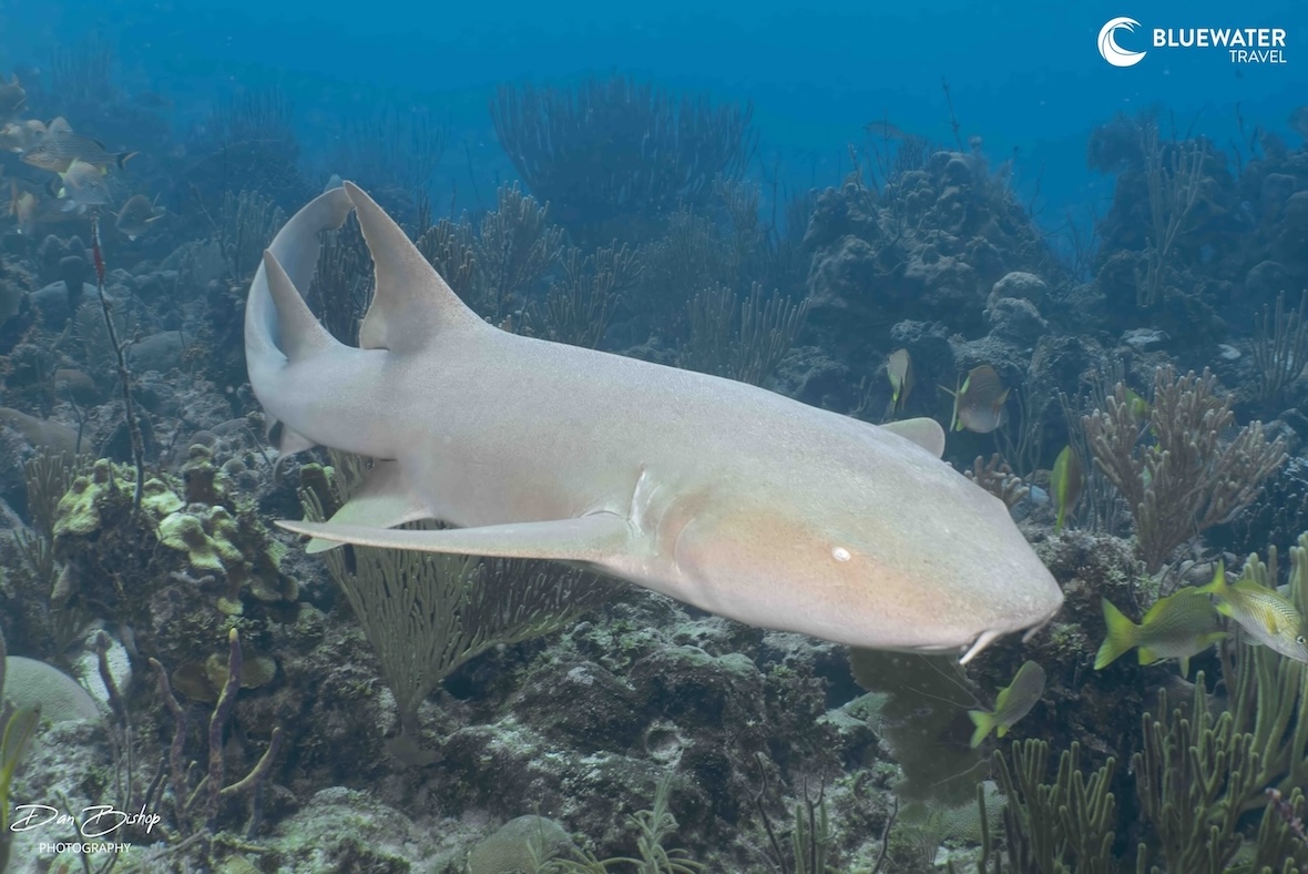 A curious reef shark