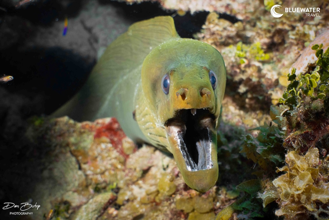 A moray eel stares at the camera