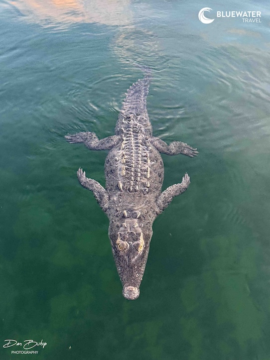 A crocodile near the surface of the water