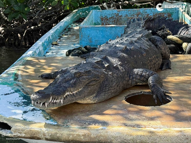 A Cuban crocodile