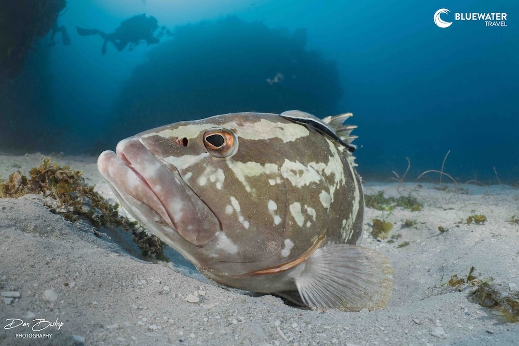 A large fish on the ocean floor