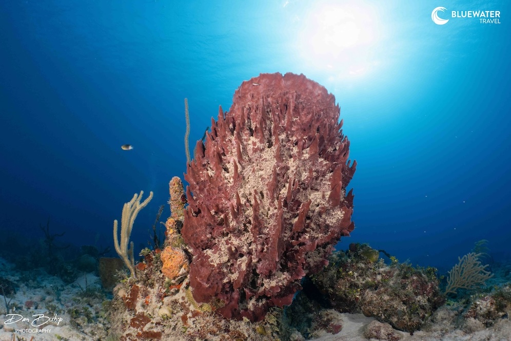 Beautiful underwater coral structures