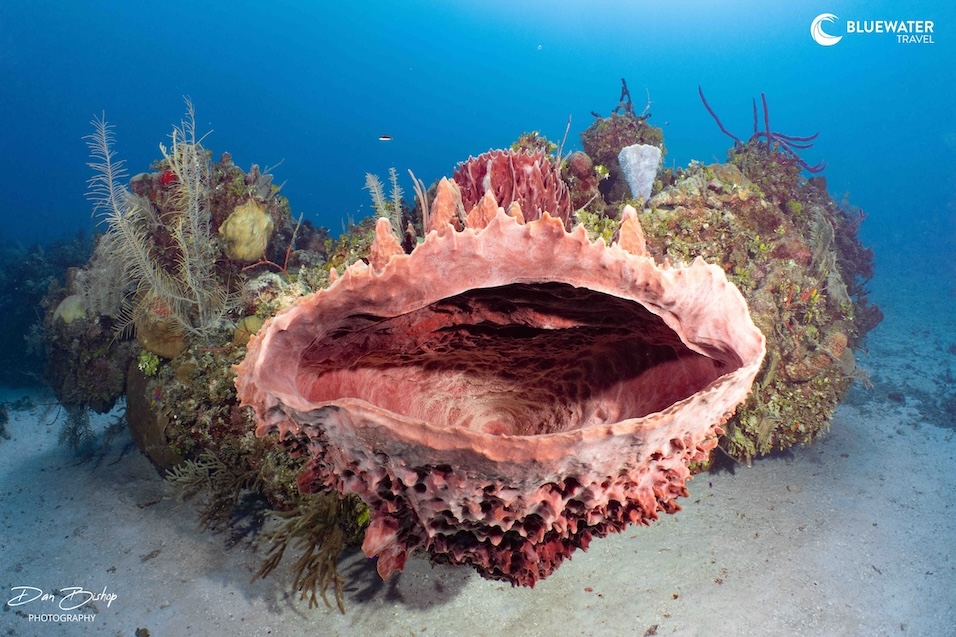 Beautiful hard corals