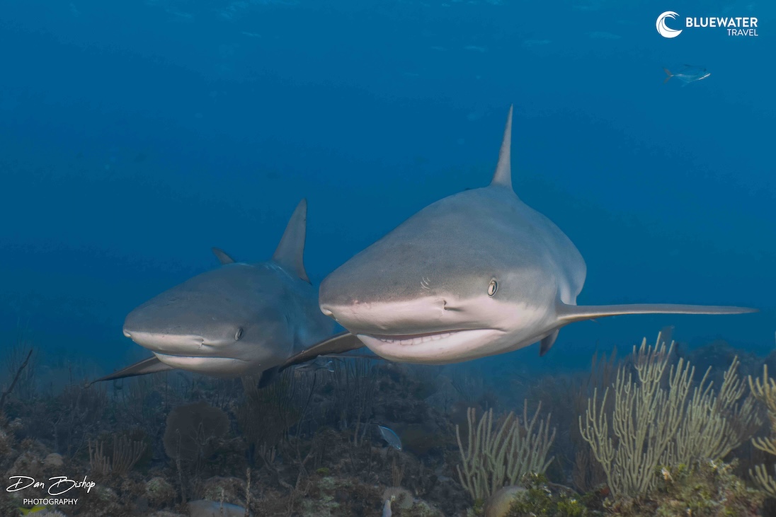 Two sharks swim side by side