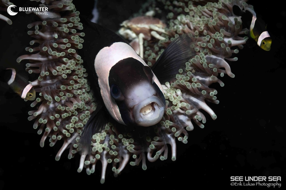 A clownfish in its anemone