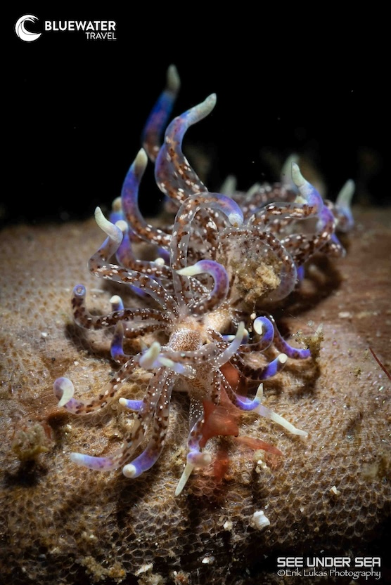 Macro diving in Lembeh