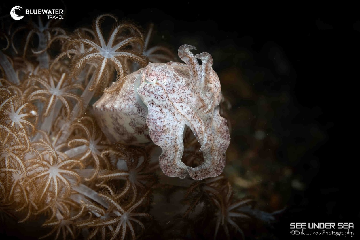 Macro diving in Lembeh