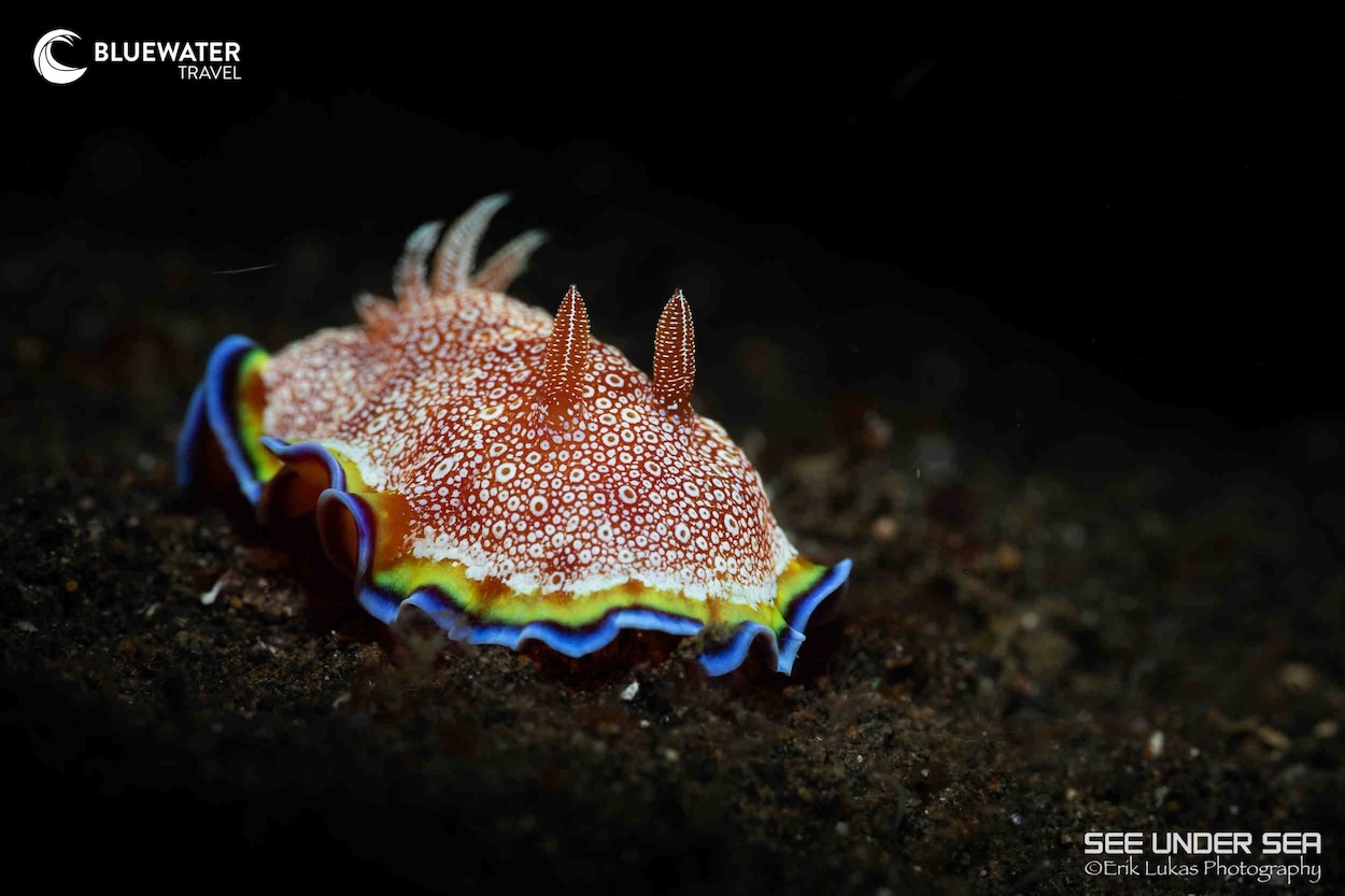 A nudibranch in Lembeh