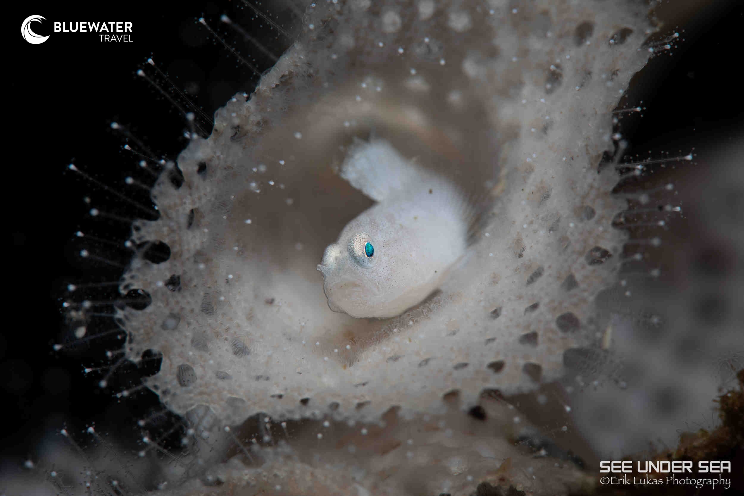A small fish in Lembeh