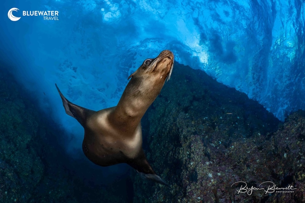 A playful sea lion