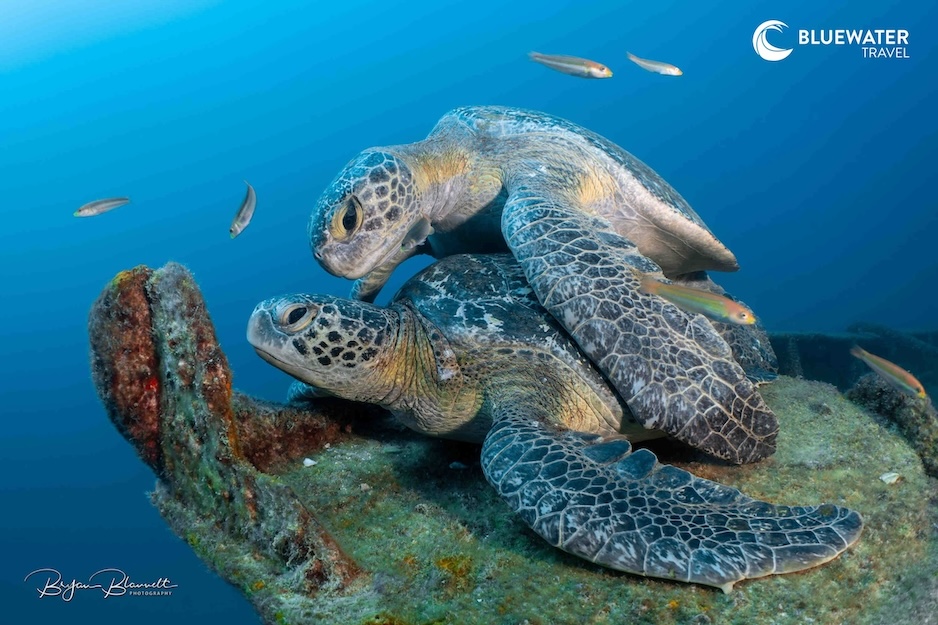 Two turtles cuddling