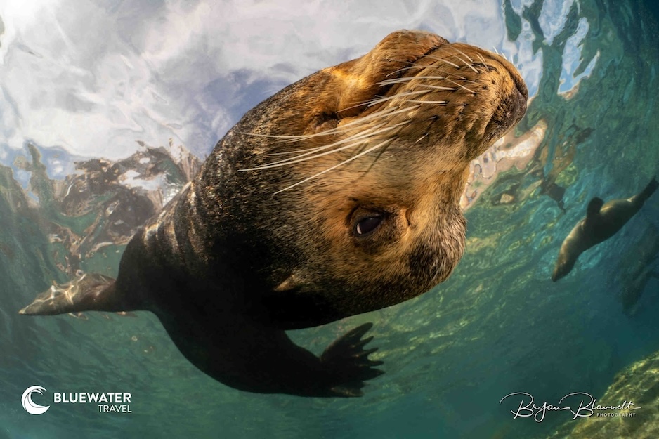 A sea lion comes in for its close up