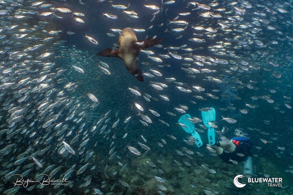 A sea lion plays in the water