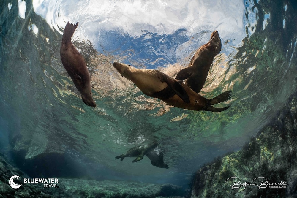Sea lions making somersaults